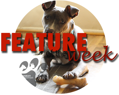 feature of the week