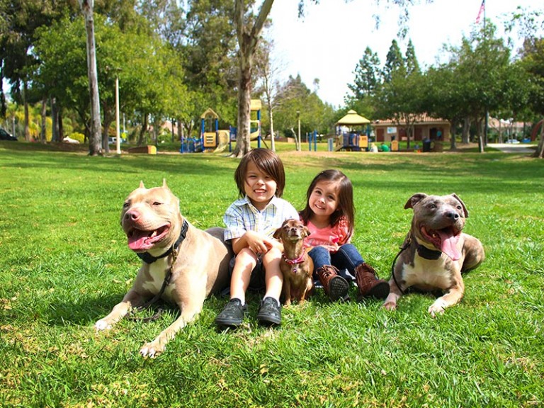 Pitbull-Training-1