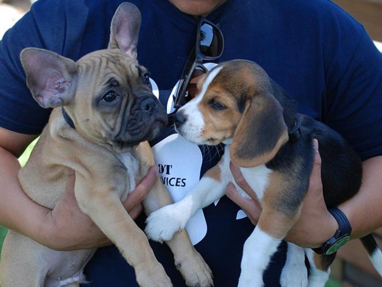 Puppy-Training