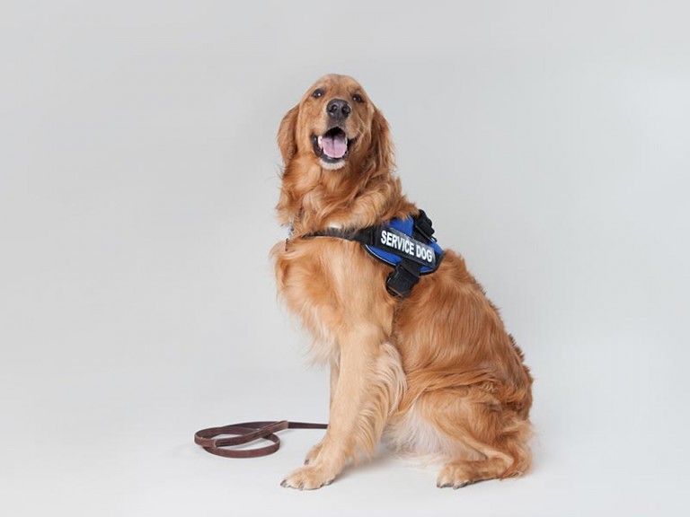 Service-Dog-Training